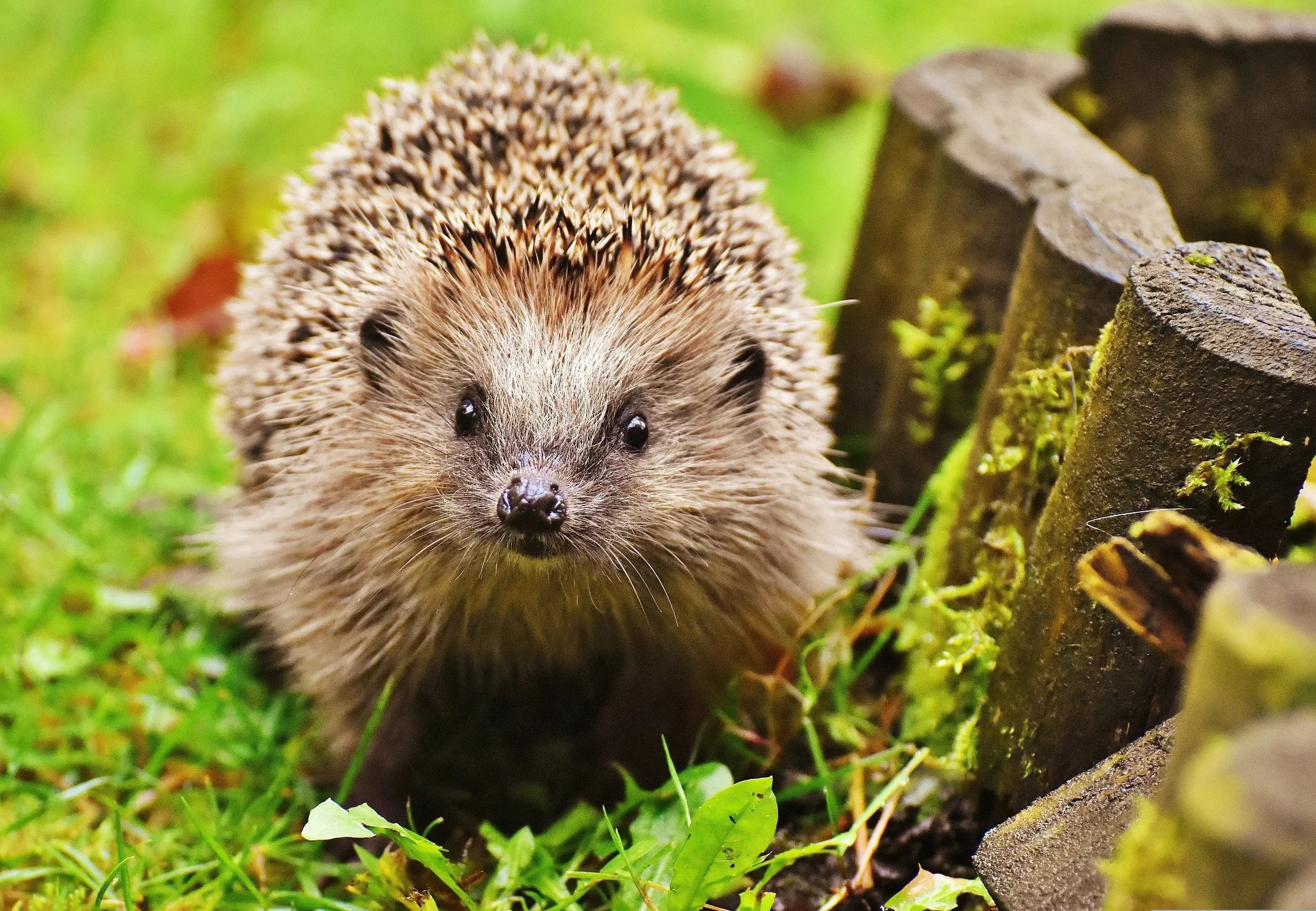 hedgehog-1759027a.webp