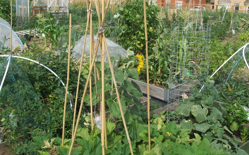 SCDC coprorate plan snippet.jpg