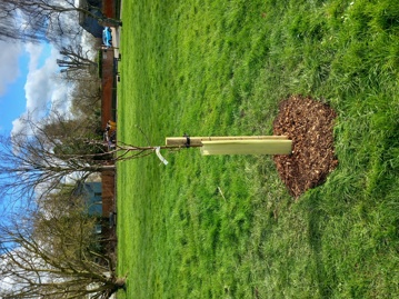 Planted tree in Swavesey